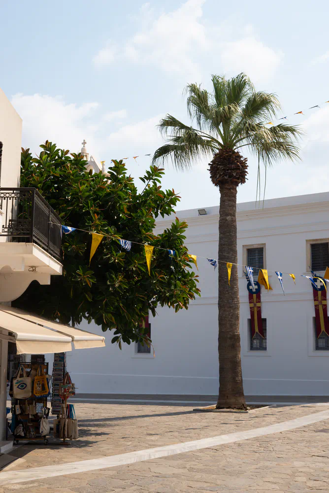 palm tree in the square